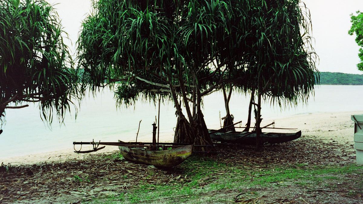 Kayaks under trees by the water.